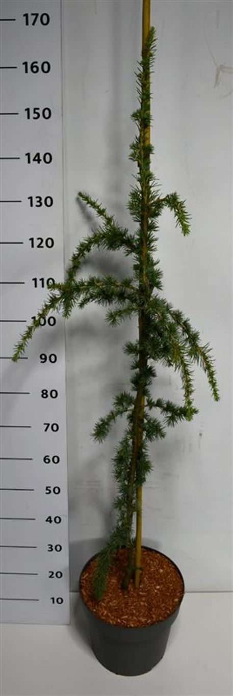 Cedrus atl. 'Glauca Pendula' - 120 CM Stem C20